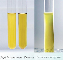 Среда №8 для выращивания Pseudomonas aeruqinosa и Staphylococcus aureus (ГРМ) 0,25 кг
